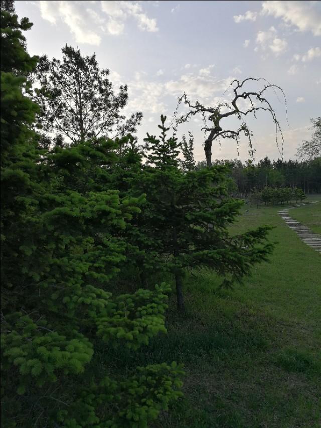 本溪黄鼠狼,坝上黄鼠