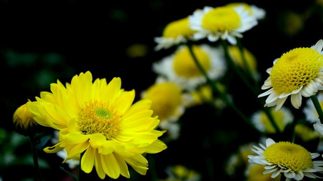 平肝降压散:枸杞+菊花泡茶喝降血压？