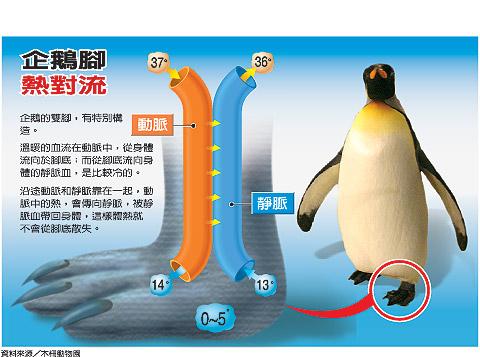 企鹅为什么不怕冷原因牦牛和企鹅哪一个的抗寒能力强