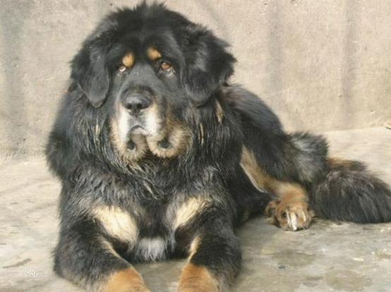 班克尔犬 蒙古獒:蒙古獒是一种优秀的猎犬吗？为什么？