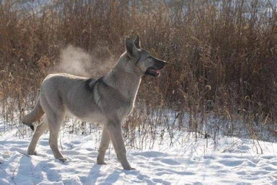 班克尔犬 蒙古獒:蒙古獒是一种优秀的猎犬吗？为什么？