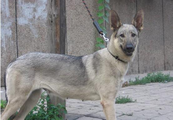 班克尔犬 蒙古獒:蒙古獒是一种优秀的猎犬吗？为什么？