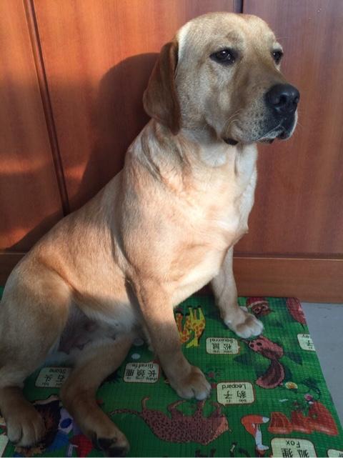金毛巡回猎犬照片:拉布拉多和金毛犬之间怎么选择？ 金毛猎犬的照片