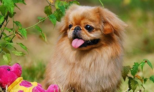 班克尔犬 蒙古獒:蒙古獒是一种优秀的猎犬吗？为什么？