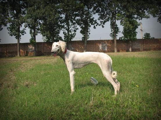 中国福犬:中国有哪些比较有名的狗狗？ 中国福犬图片价格