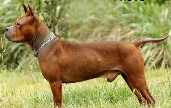 班克尔犬 蒙古獒:蒙古獒是一种优秀的猎犬吗？为什么？