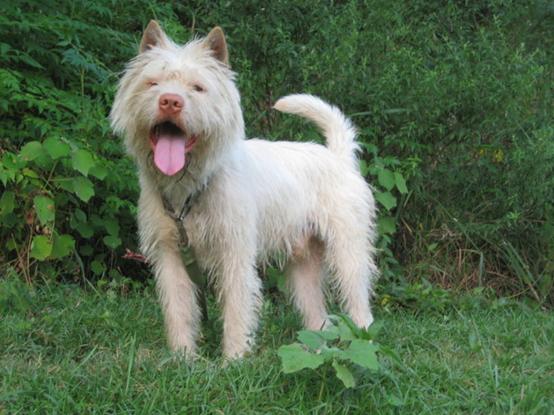 班克尔犬 蒙古獒:蒙古獒是一种优秀的猎犬吗？为什么？