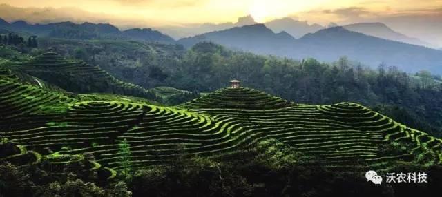 采茶女踏露而行摘56000次,只为心上人攒够一斤沃农茶,究竟是何缘由？