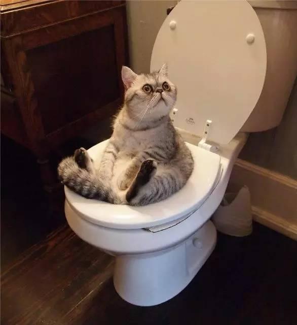 成都加菲猫高清图片:你家猫咪有哪些特别的癖好？