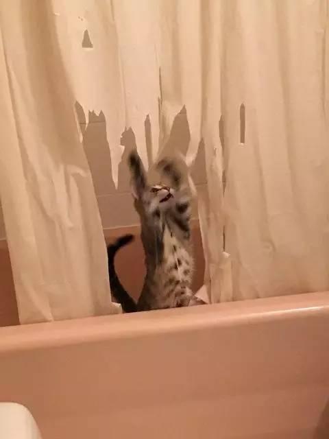 猫咪吃西瓜动图:你家猫咪有哪些特别的癖好？