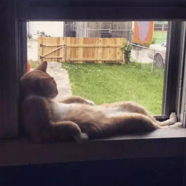 猫咪吃西瓜动图:你家猫咪有哪些特别的癖好？
