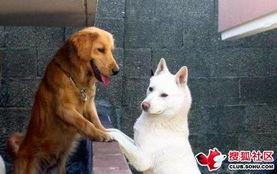 斗牛犬打架视屏:法国斗牛犬看门吗？咬人咬架不？