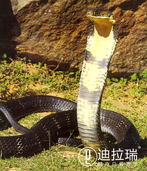 印度眼镜蛇壮阳，7米左右的蟒蛇和眼镜王蛇谁厉害