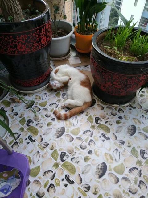 调皮的咖啡猫:你们的猫买的都是什么品种的？养着感觉如何呢？ 爱喝啤酒的咖啡猫
