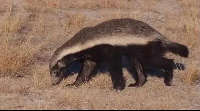 平头哥蜜獾图片:动物中的蜜獾是什么，它有多厉害，它的天敌是什么？