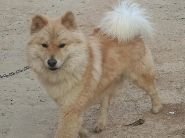 中华田园犬吧:国内有多少人养中华田园犬的，土狗真的濒临灭绝了吗？