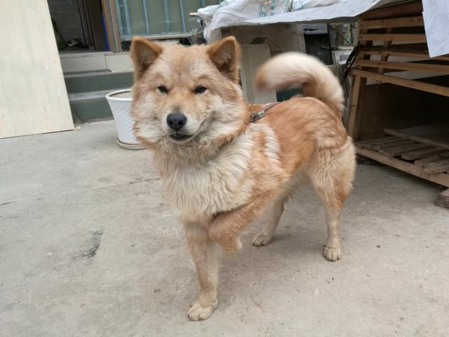 中华田园犬吧:国内有多少人养中华田园犬的，土狗真的濒临灭绝了吗？