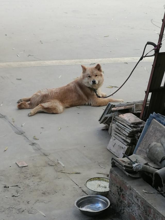 中华田园犬吧:国内有多少人养中华田园犬的，土狗真的濒临灭绝了吗？