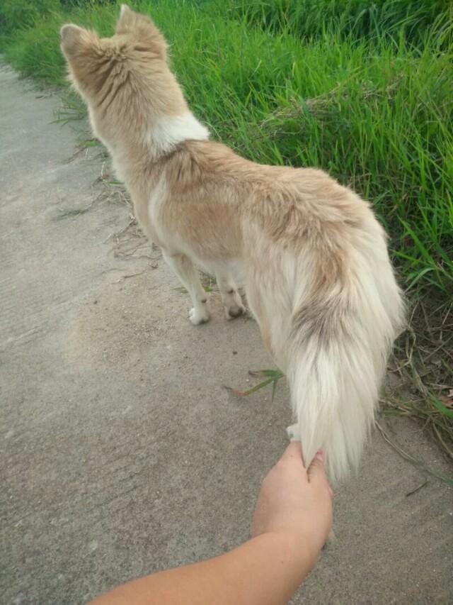 中华田园犬图片:中华田园犬图片 幼犬 如何评价中华田园犬？颜值可以有多高？