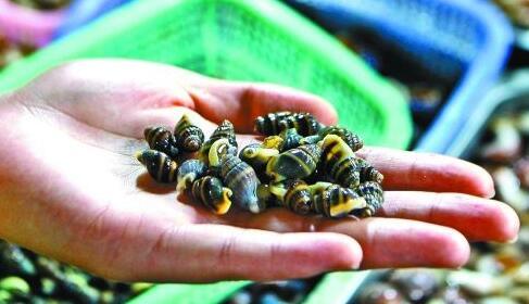 织纹螺是什么？误食一个就能要人命？