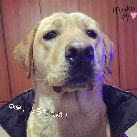 金毛巡回猎犬照片:拉布拉多和金毛犬之间怎么选择？ 金毛猎犬的照片