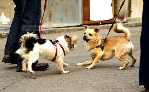 边牧牧羊犬打架视频:为什么边牧喜欢追扑其他狗狗？