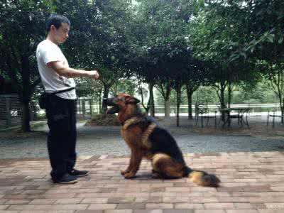 边牧牧羊犬打架视频:为什么边牧喜欢追扑其他狗狗？