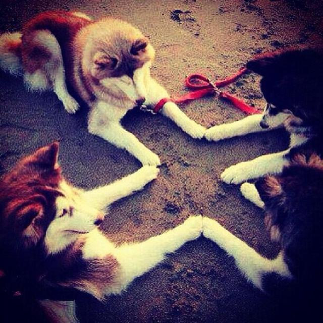 中国牧羊犬在线:中国的牧羊犬 德牧，狼青，马犬哪个适合家养？
