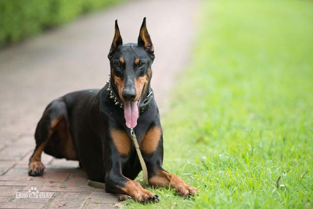 秋田犬蓬夫:秋田犬蓬夫真实事件改编 豺是一种什么动物？和狗有什么关系？