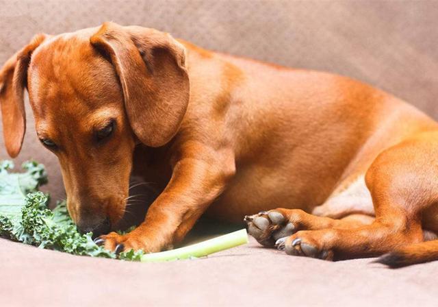 菜狗是什么意思，有哪些蔬菜狗狗是不能吃的呢