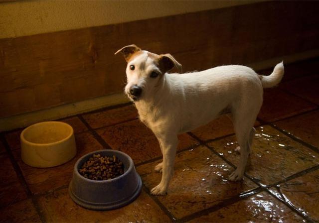 犬饲先生养狗记电影:第一次养狗，拉布拉多犬可以吗？