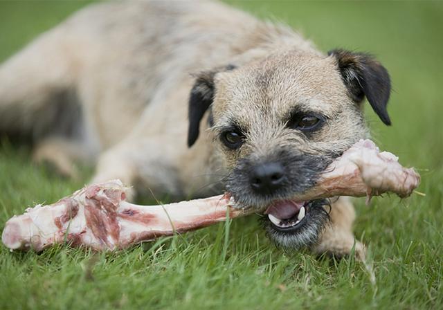 一般的狗狗喜欢吃肉还是吃素