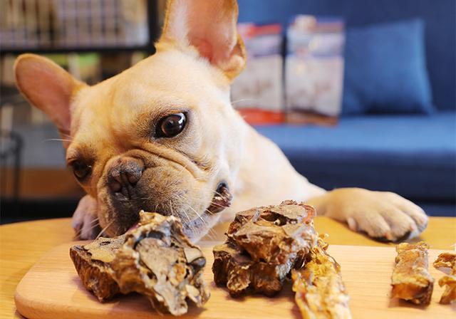 小型西施犬好养吗:一般的狗狗喜欢吃肉还是吃素？ 小型西施犬图片