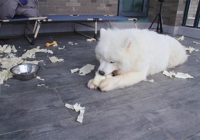 小型西施犬好养吗:一般的狗狗喜欢吃肉还是吃素？ 小型西施犬图片