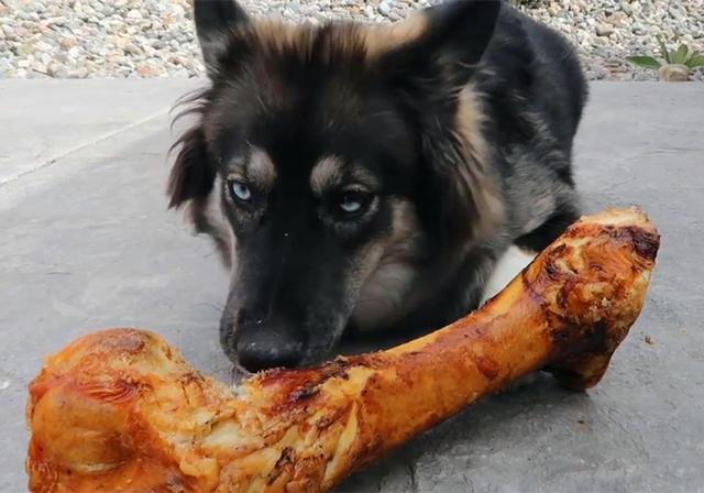 小型西施犬好养吗:一般的狗狗喜欢吃肉还是吃素？ 小型西施犬图片