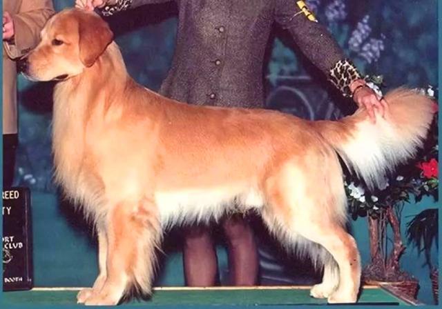 小型西施犬好养吗:一般的狗狗喜欢吃肉还是吃素？ 小型西施犬图片