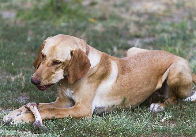 小型西施犬好养吗:一般的狗狗喜欢吃肉还是吃素？ 小型西施犬图片