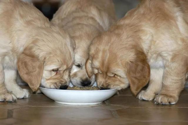 吃太咸的危害:狗狗如果吃盐吃多了，一般会出现什么症状？