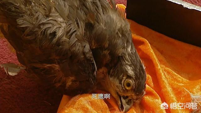 《雍正王朝》康熙知道死鹰是八阿哥换的吗？