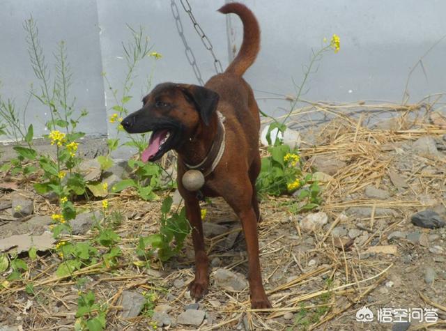 广宗藏獒交易网:青川犬这种猎狗哪里有？听说打猎很厉害？