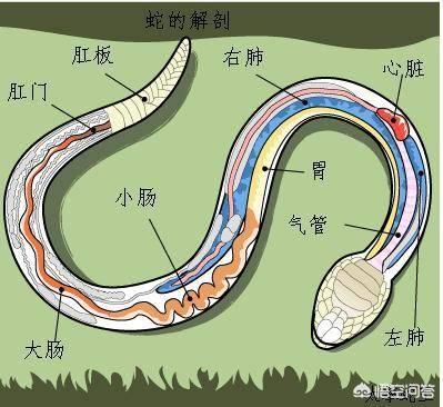 人能跑过黑曼巴蛇吗:如果人类遇到巨蟒能逃脱吗？