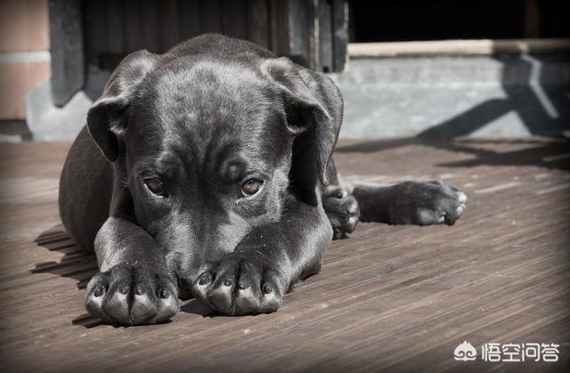 世界上最悲伤的狗图片:拜登养的狗死了，值得如此高调悲伤吗？