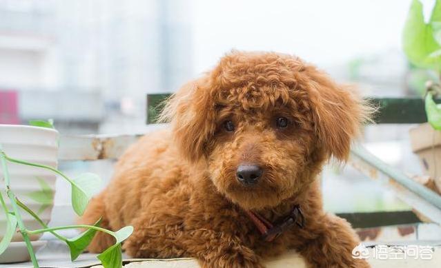 泰迪熊犬品相:如何挑选一只优秀健康的泰迪犬？