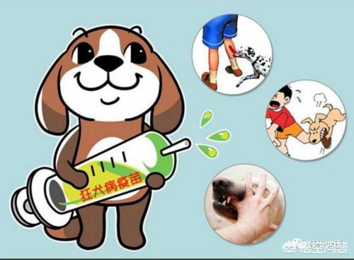 狂犬疫苗的副作用:正常人打狂犬疫苗有哪些害处？