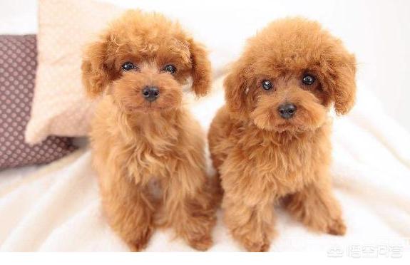 边境犬智商:养边境牧羊犬，要知道哪些事？