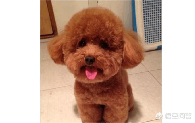 邪恶泰迪大战胖头妹:巅峰时期的泰森能打败一只成年的泰迪犬吗？