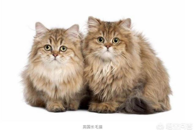 新手养猫需要准备什么,新手铲屎官适合养什么猫？