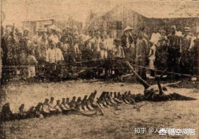 龙的真实报道，日本瑞龙寺的真龙标本，为何明令禁止鉴定真假其中隐藏什么猫腻