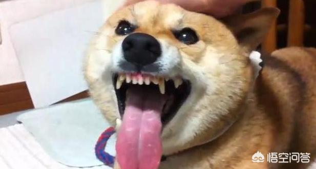 狗狗101柴犬训练:柴犬性格这么固执，应该怎么去训练比较好？