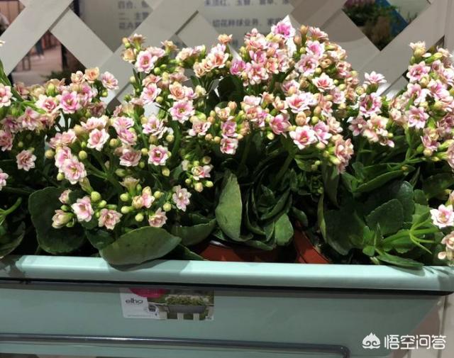 万代兰吧:雅美万代兰 盆花冬季如何选择适应的摆放位置？